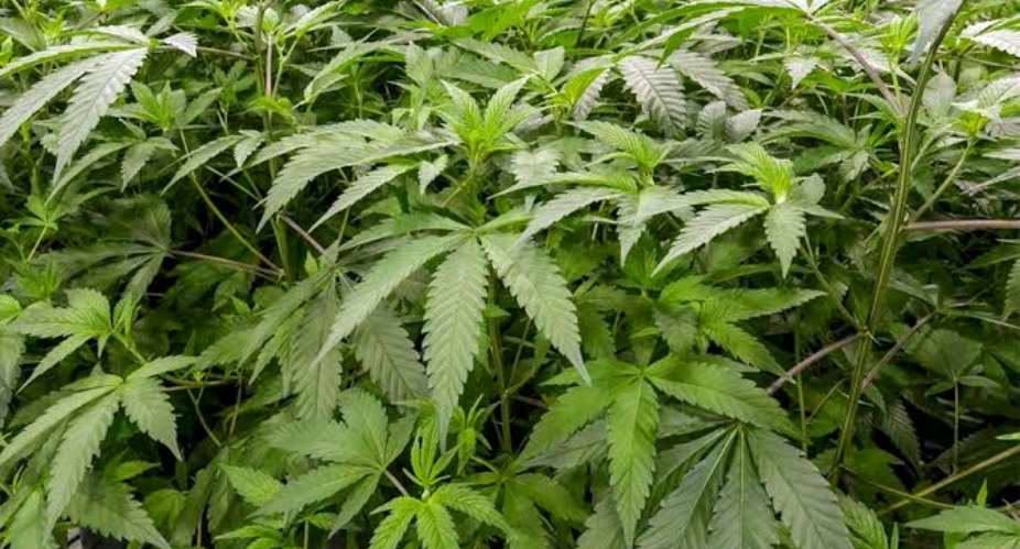 Government Weighs Approval of Industrial Hemp Production and Processing in Ghana