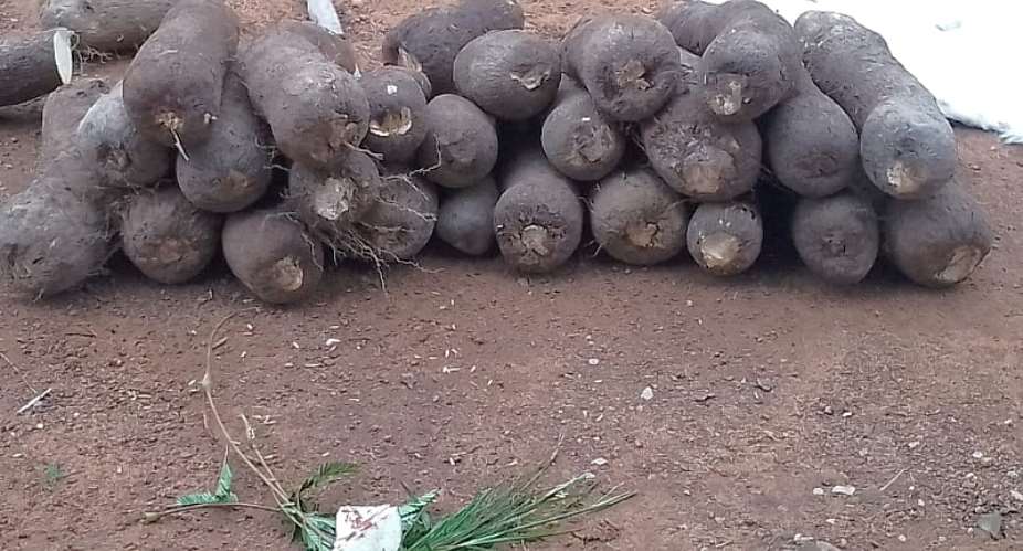 Dambaitraditionalauthoritiesperform rites toofficially open 2026 new yam trading season