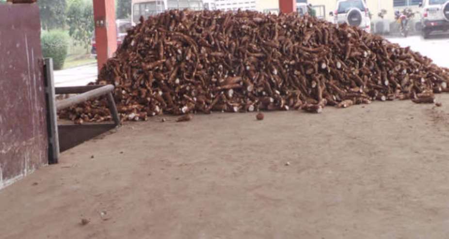 Prices of cassava decline by 14 percent in June