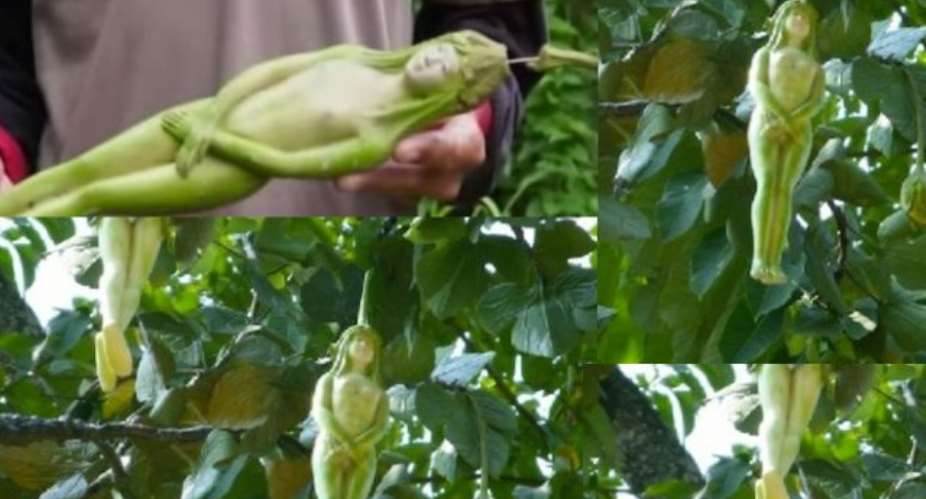 Mystery tree that 'bears fruit like shape of women' found in Thailand