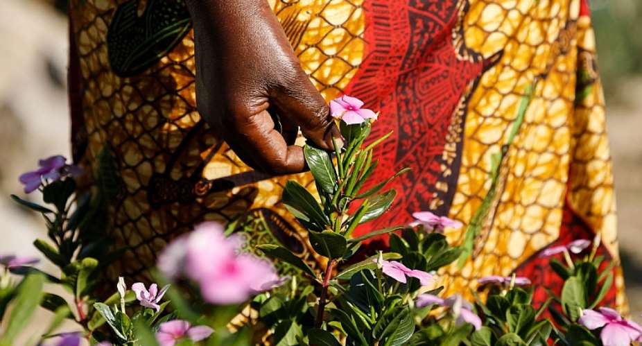 The pink periwinkle is used as a tonic and emetic for the treatment of many health conditions.  - Source: Jekesai Njikizana/AFP via Getty Images