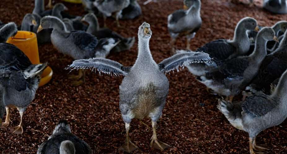 Geese are raised at a farm for foie gras production, in Huoqiu county, Anhui province, China. -  Reuters/Tingshu Wang