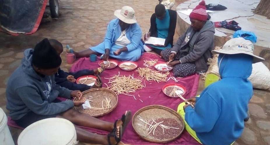 Smallholder farmers sorting seeds of small grains in Chipinge, Zimbabwe. -  FAO