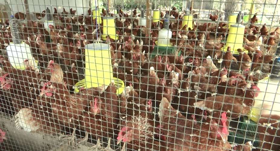 Ghana's Poultry Sector Making Gains As COVID-19 Affects Imports