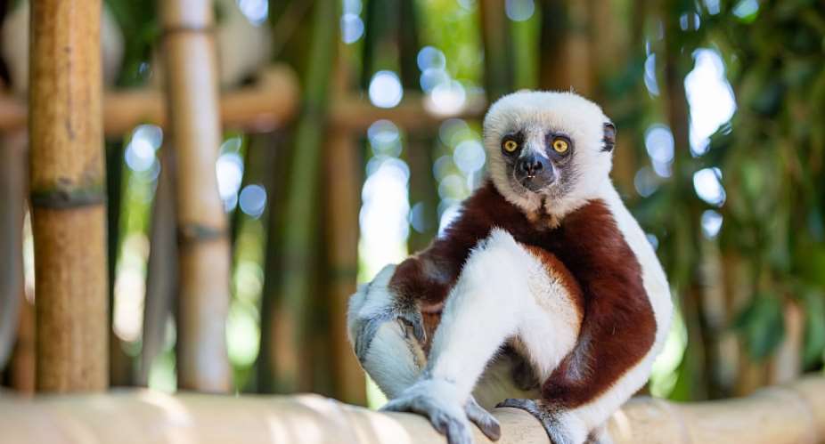 The Coquerel Sifaka in its natural environment in a Malagasy national park.  - Source: Eugen HaagShutterstock