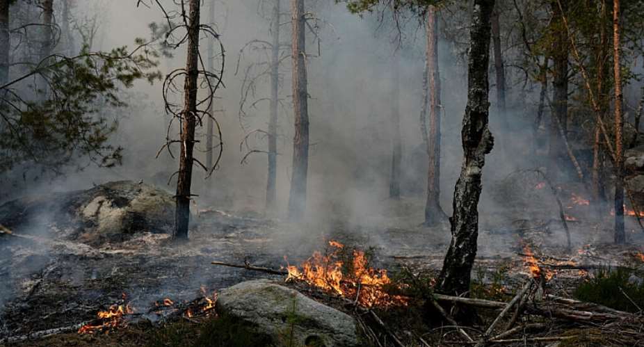 Flames burn through the undergrowth during a fire that ravaged the Fontainebleau Forest near Paris on July 14, 2026. -  Dimitar Dilkoff, AFP