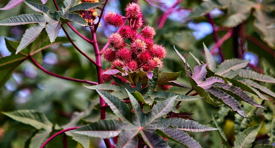 Castor oil plant is popular in rural South Africa for its medicinal qualities. - Source: