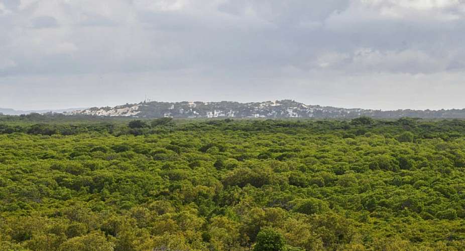This picture taken on June 18, 2019 shows a pristine mangrove forest neighbouring Manda island near the resort town of Lamu where life has changed little over the centuries in this part of Kenyas north coast, - AFP - TONY KARUMBA