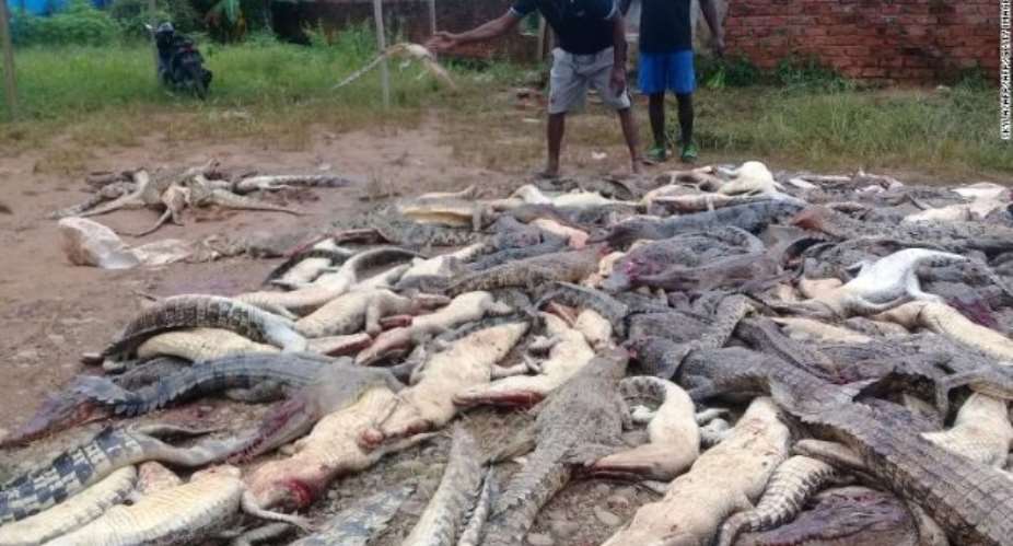 Mob In Indonesia Slaughters 300 Crocodiles In Revenge Killing