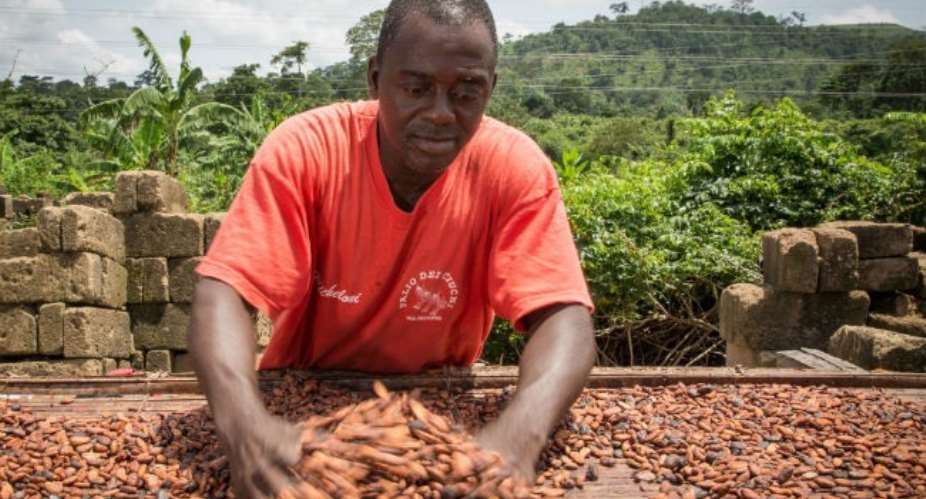 A Ghanaian Cocoa Farmer Spreads His Cocoa Beans For Drying