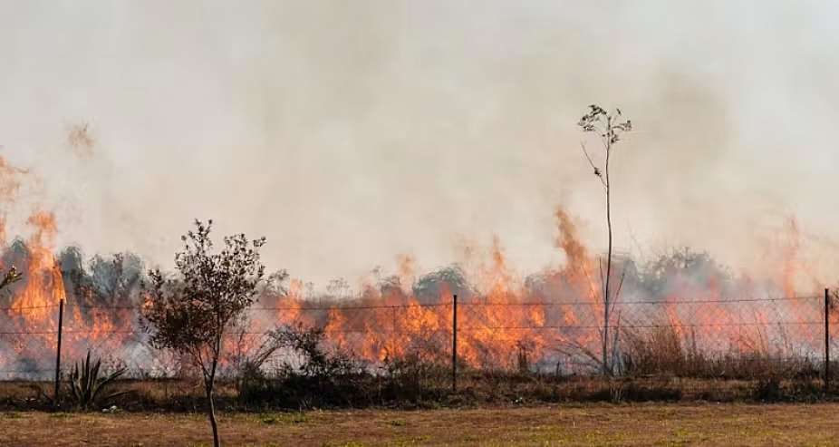 Wildfires in South Africa are set to increase: how legal action can help the country adapt better to climate change