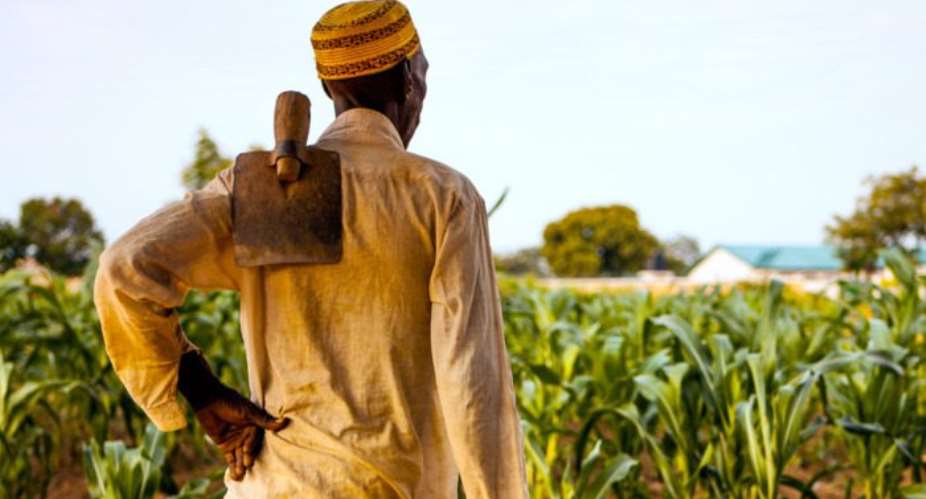 An African Farmer On A Maize Plantation