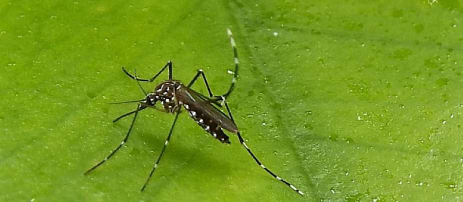 Avoid mosquito bites to prevent dengue fever— Ghanaians told