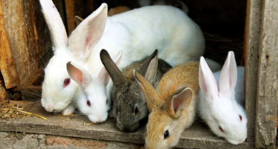 The Business Of Commercial Rabbit Production In Ghana