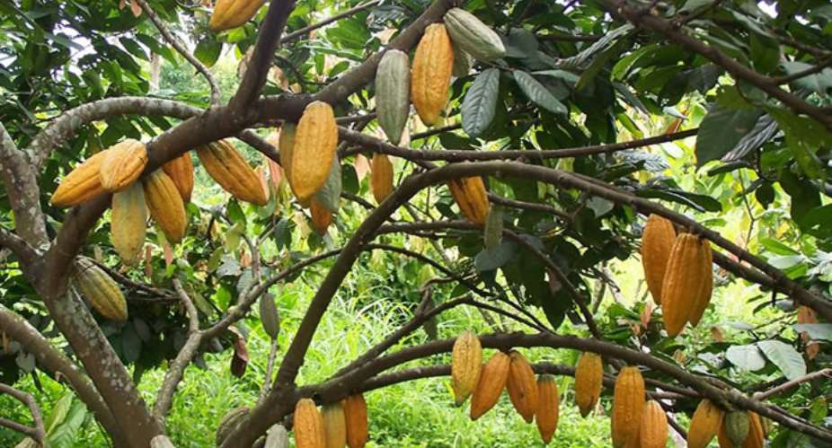Is Cocoa A Curse Or A Blessing To Ghana?1