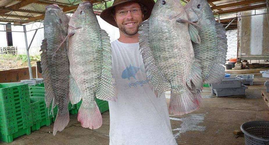 Cheap Chinese Tilapia, High Cost Of Production Collapsing Local Tilapia Business
