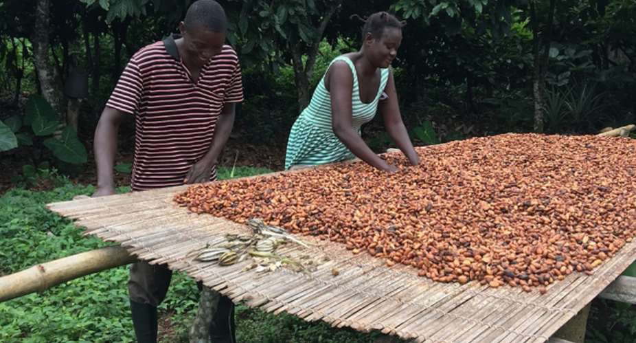 Ghana, Cote dIvoire Lift Ban On Cocoa Sales
