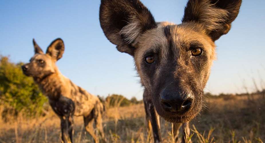  Painted Dog Conservation