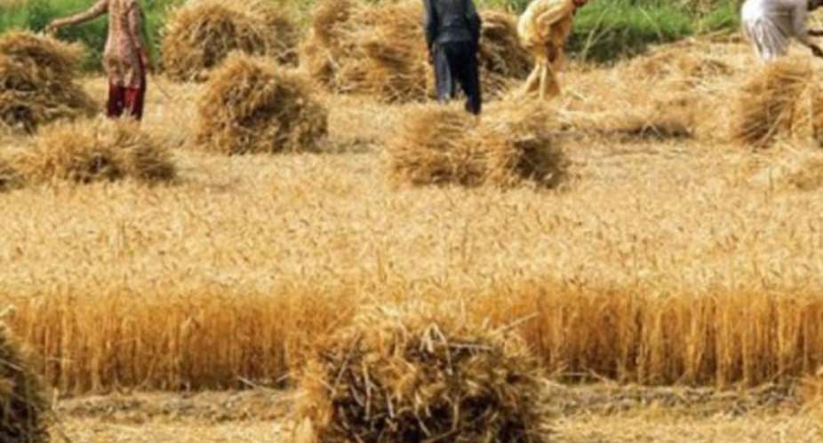 Rice Farmers Still Struggling - AATF Study