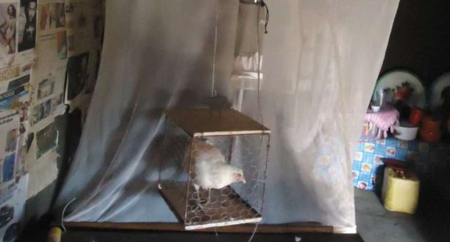 Chicken odour prevents malaria research in Ethiopia finds
