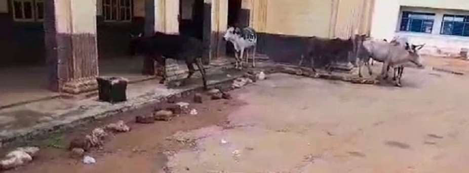 Kumasi: Cattle take over Asem Cluster of Schools, block students and teachers; academic activities suspended