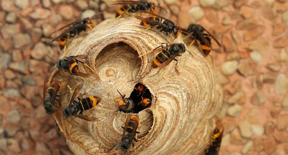 An Asian hornet invasion would be disastrous for South Africa. - Source: Ivan Vieito Garcia
