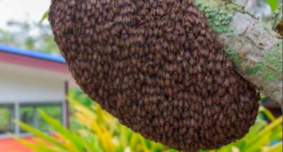 A file photo of a bee swarm