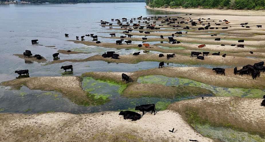 Cattle on sand dunes that appeared following a significant drop in the water level of the River Danube near Kelerash, Romania, 18 July. -  Inquam Photos / Reuters