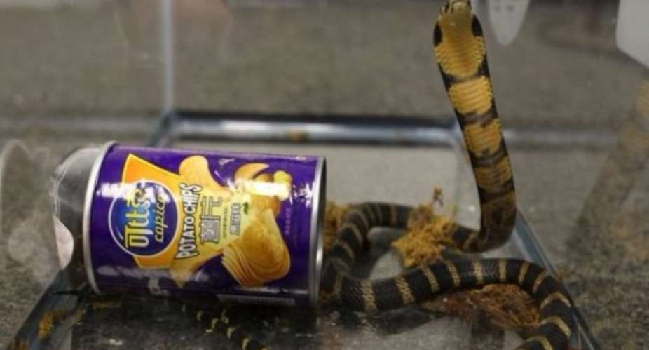 Man arrested after live cobras found inside potato chip cans
