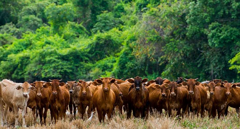 Sindhi cattle near Amazon rainforest:flexitarian diets could feed the growing world population without further encroaching onto wild habitat. - Source: Lucas Ninno via GettyImages