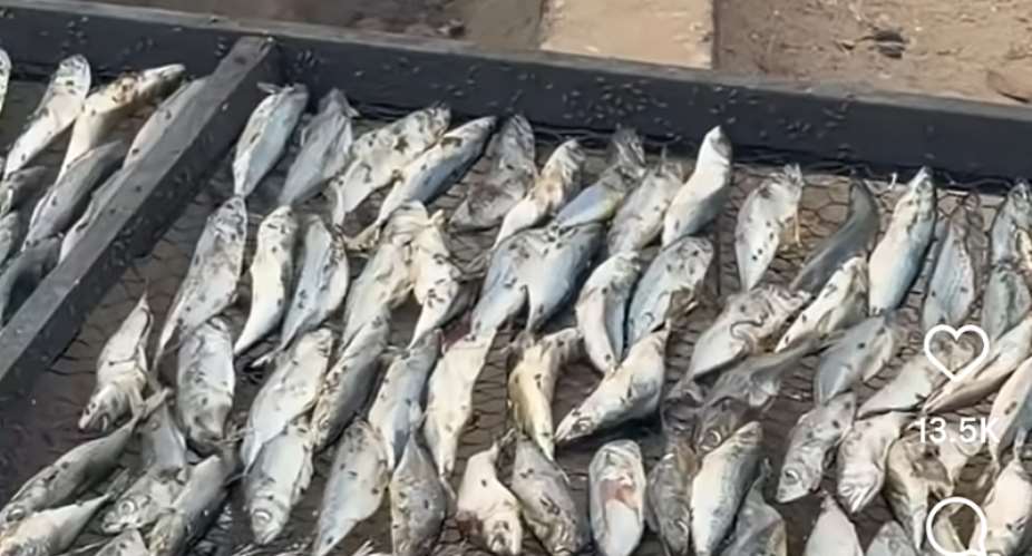 FDA confiscates fish processed under unhygienic conditions after viral video at Tema Newtown