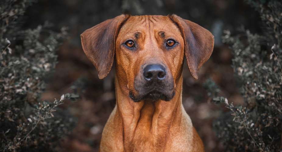 A politician argued that the Rhodesian ridgeback was the dog of the ancestors and proposed renaming it the Zimbabwe ridgeback. - Source: Shutterstock