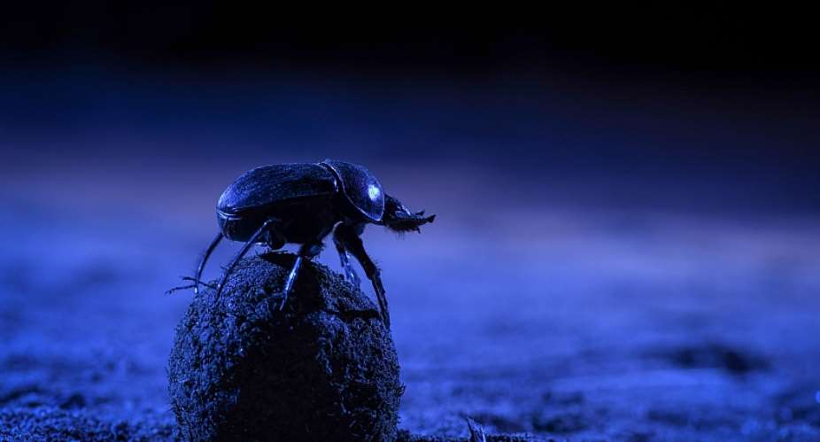 A dung beetle climbs atop its precious ball to orient itself using the night skies. - Source: Chris Collingridge