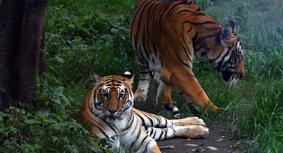 Nepals tiger population has risen roughly 20 percent in the past four years to an estimated 429, officials said, a conservation milestone despite challenges from human-wildlife conflict. -  Prakash Mathema, AFP