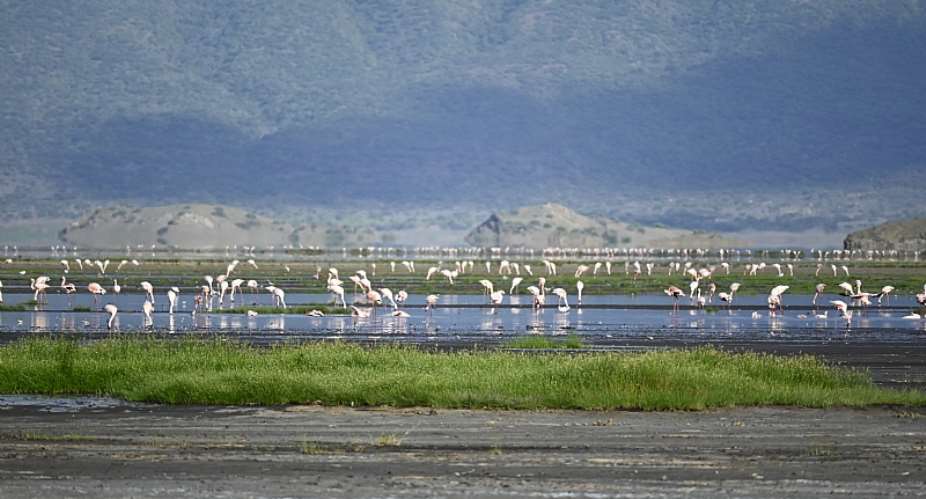 Lesser flamingos at Lake Natron Akshita Rabdiya