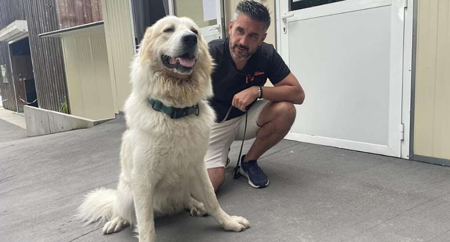 David Avril takes care of Alaska, whose owners were evacuated due to the fires in Gironde, on July 27, 2026. -  Cyrielle Cabot, France 24