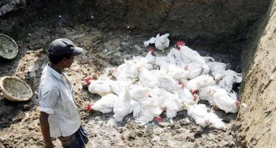 AR: 4,000 birds killed in Atwima Kwawoma over outbreak of bird flu'