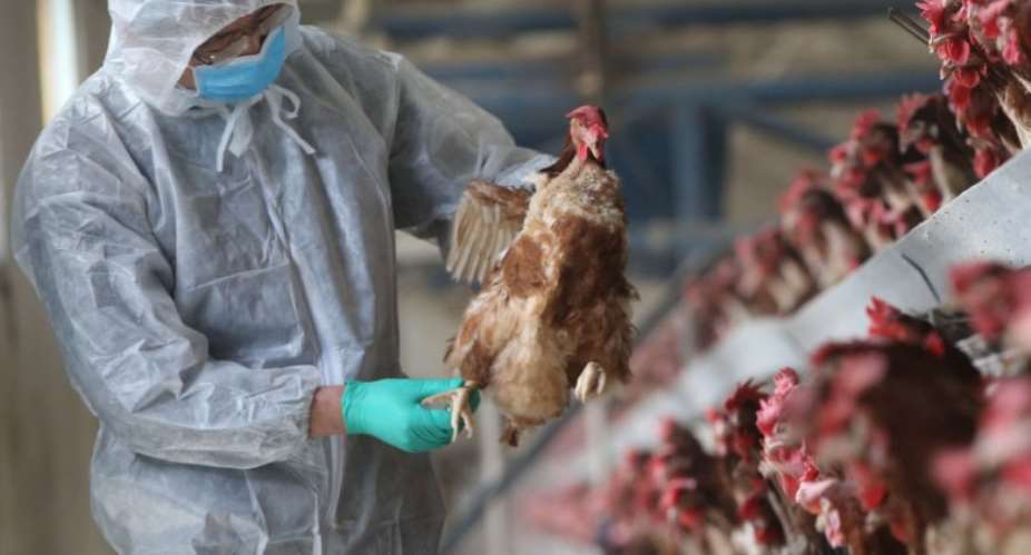 Ashanti Region records bird flu cases