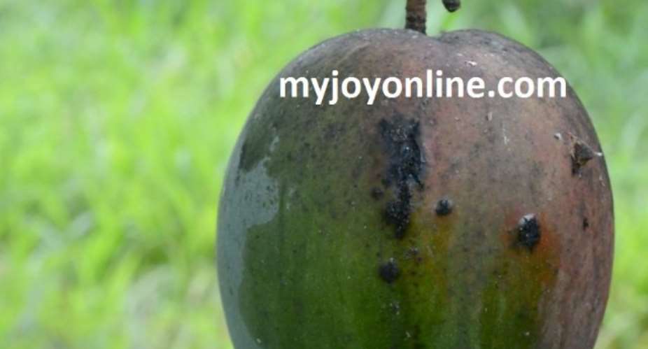Scientists warn  of looming mango bacterial black spot disease