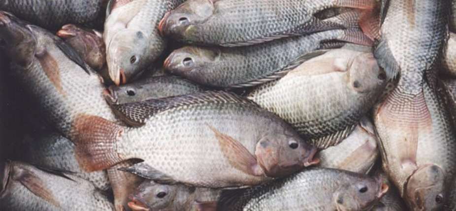 Fish Pond Farmers Call For Help With Feed As Demand For Tilapia Increases