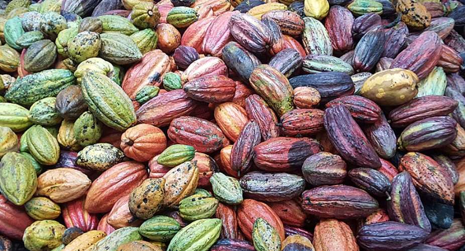 Cocoa Growth Slows Sharply in Q1 2026 After Last Year’s Big Rebound