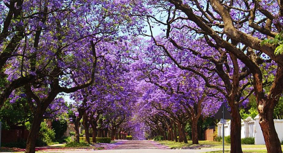 Jacaranda trees in Pretoria. - Source: Shutterstock