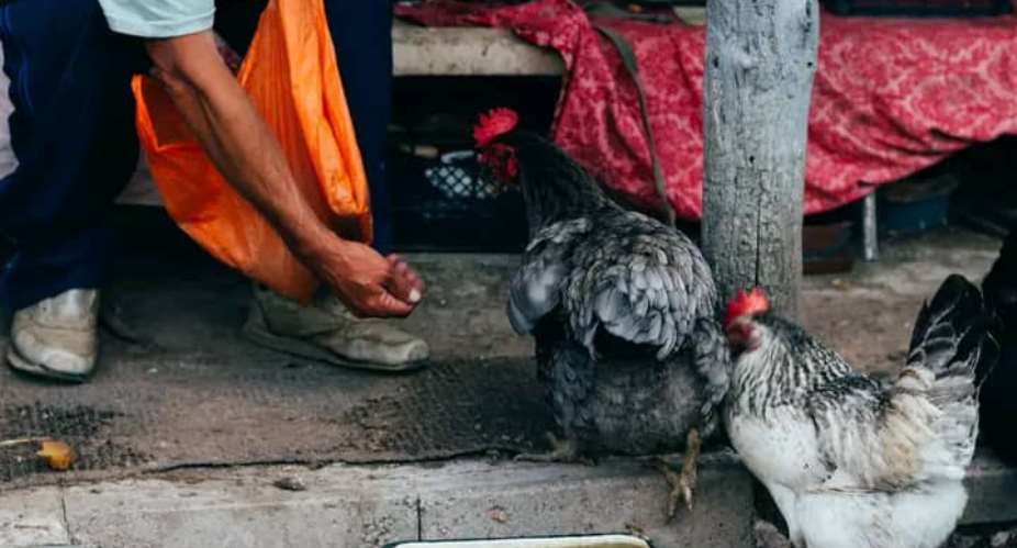 Avian Influenza hits Keta Municipal Assembly