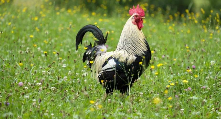 The troublesome Rooster aka Gockel Maurice in Court for causing sleepless holidays