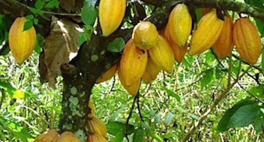Expand value addition to Ghanas cocoa beyond the idea of chocolate