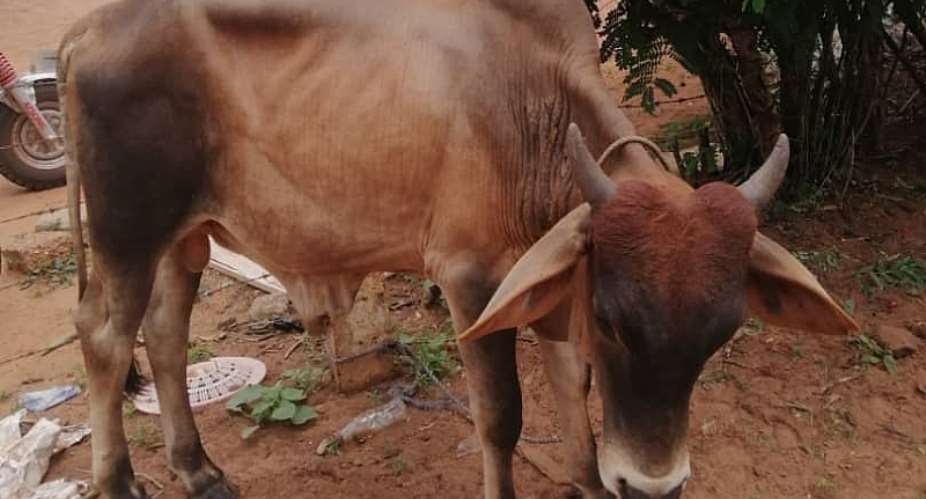 One shot dead after attempted cow theft in Nanumba North