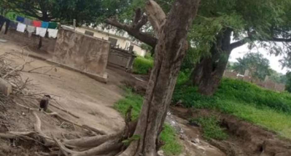 Tree uprooted by violent rainstorm mysteriously appears upright in Dambai
