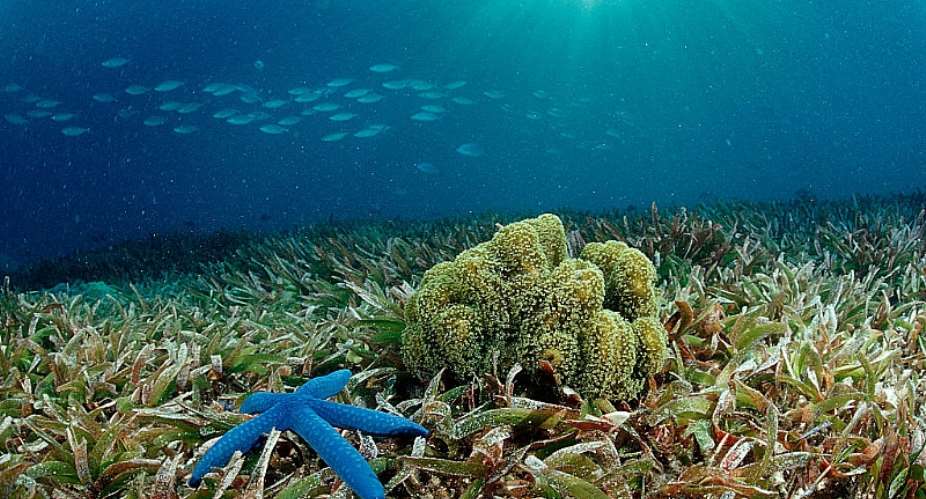 Seagrasses support a wide variety of life - Source: Reinhard Dirscherlullstein bild via Getty Image