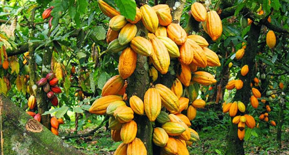 Are The Rains Playing Games With Cocoa Yields?