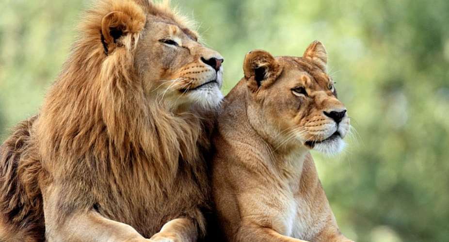 Lions Need To Be Protected To Avert Extinction
